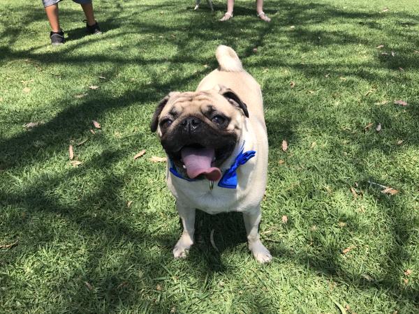 /Images/uploads/PUG NATION RESCUE OF LOS ANGELES/2019pugcalendar/entries/8346thumb.jpg